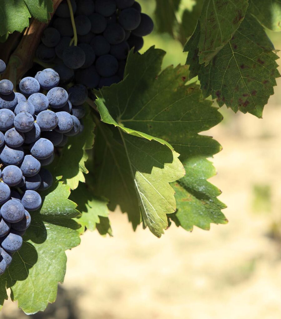 Red wine grapes growing in a vineyard in southern France.  Space for copy on right.