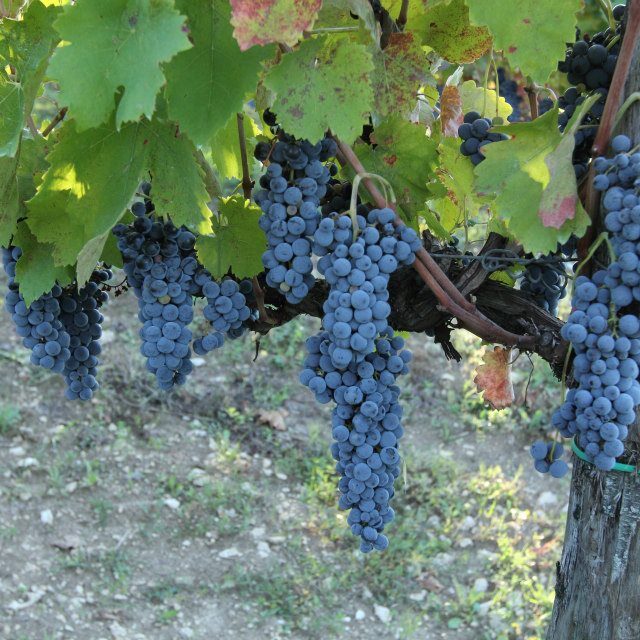 foto vigneti montemarano5